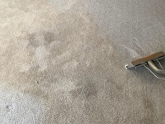 dirty pet stained carpet