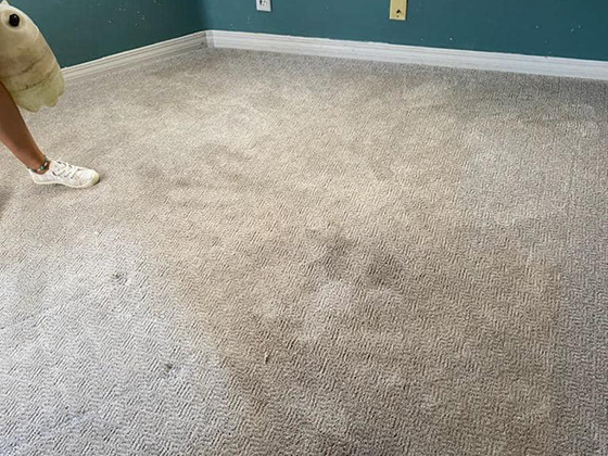 pet stained carpet